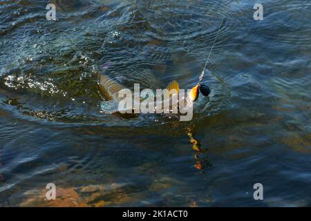 Grayling catturato e agganciato dal fiume Artico con l'esca spinner da pescatore in Lapponia in Svezia a Kiruna nell'agosto 2021. Foto Stock