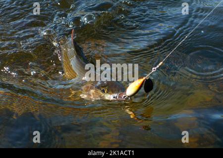 Grayling catturato e agganciato dal fiume Artico con l'esca spinner da pescatore in Lapponia in Svezia a Kiruna nell'agosto 2021. Foto Stock