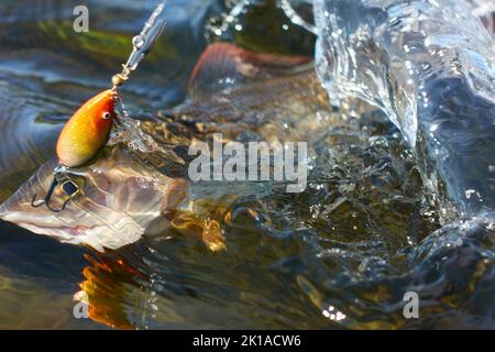 Grayling catturato e agganciato dal fiume Artico con l'esca spinner da pescatore in Lapponia in Svezia a Kiruna nell'agosto 2021. Foto Stock