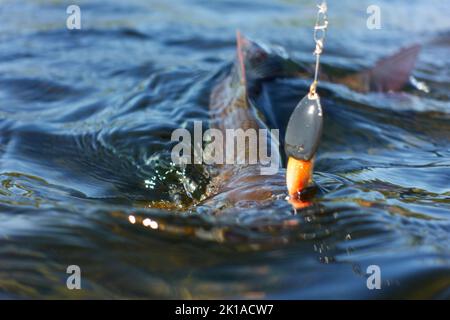 Grayling catturato e agganciato dal fiume Artico con l'esca spinner da pescatore in Lapponia in Svezia a Kiruna nell'agosto 2021. Foto Stock