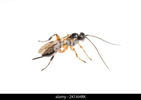 Ichneumonid Wasp (Pimpla sp.) - Femmina isolato su sfondo bianco. Foto Stock