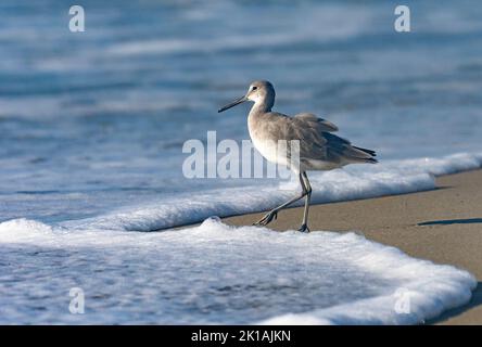 Willet (Tringa semipalmata) in spiaggia con surf Foto Stock