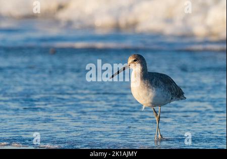 Eastern Willet (Tringa semipalmata) su una spiaggia Foto Stock