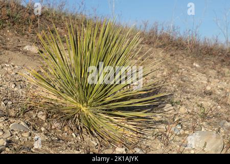 Rosetta di alga (Yucca glauca) che cresce su un pendio erboso secco. Foto Stock