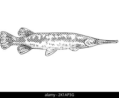 Disegno di linea in stile cartoon di un Lephisteus Lephisteus, garpike longnose o billy gar un pesce di acqua dolce endemico del Nord America con halfton Foto Stock