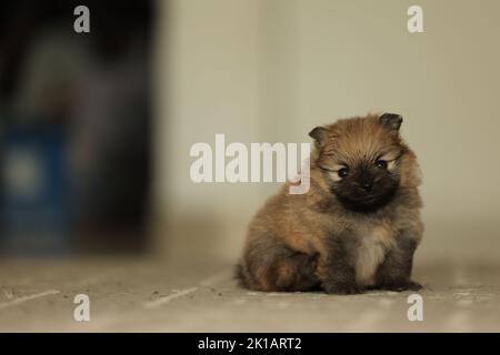 Primo piano Ritratto di grave e carino cucciolo pomerano rosso di due settimane Foto Stock