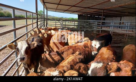 mucche fattoria stalla di villaggio greco in grecia Foto Stock