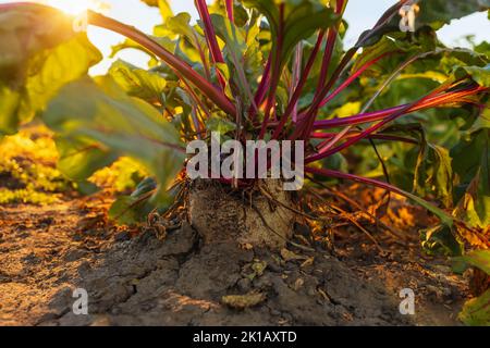 barbabietola con foglie verdi che crescono nel giardino Foto Stock