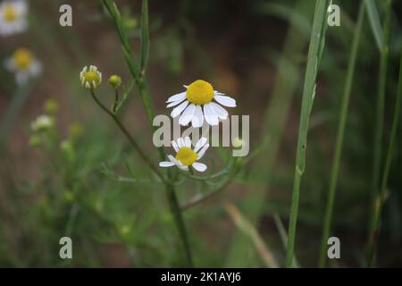 La camomilla è una pianta medicinale. Fotografia di luce del giorno. Aroma terapia ingrediente. Erbe aromatiche. Ambiente naturale. Verde sullo sfondo. Foto Stock