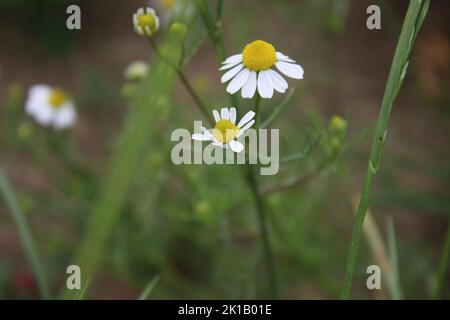 La camomilla è una pianta medicinale. Fotografia di luce del giorno. Aroma terapia ingrediente. Erbe aromatiche. Ambiente naturale. Verde sullo sfondo. Foto Stock