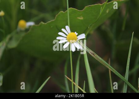 La camomilla è una pianta medicinale. Fotografia di luce del giorno. Aroma terapia ingrediente. Erbe aromatiche. Ambiente naturale. Verde sullo sfondo. Foto Stock