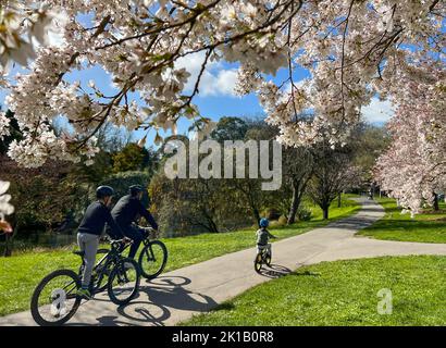 Christchurch, Nuova Zelanda. 17th Set, 2022. I ciclisti si fermaranno sotto gli alberi di ciliegio a Hagley Park a Christchurch, Nuova Zelanda, 17 settembre 2022. Credit: Walter/Xinhua/Alamy Live News Foto Stock