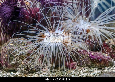 Il cilindro anemone Cerianthus membranaceus, grande anemone tubo-abitazione della famiglia Cerianthidae, nativo del Mar Mediterraneo e nord-orientale Foto Stock