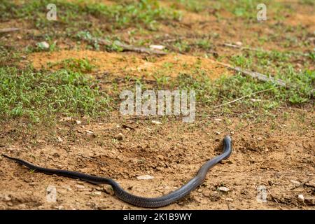 Cobra indiana intera lunghezza o Naja naja o cobra spettacolare o cobra asiatica un serpente velenoso con lingua fuori nella foresta dell'india centrale Foto Stock