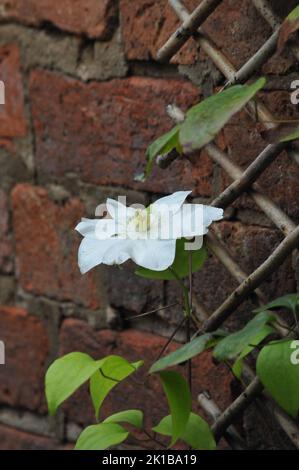 Crema Clematis Guernsey. Grandi petali di crema fioriti. Arrampicata pianta estate fioritura. Primo piano macro shot di grande crema fiore testa. Foto Stock