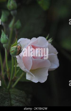 Sharifa Asma David Austin rosa shurb. Rosa inglese vecchio stile rosa pallido. Macro shot o petali di rosa. Fiori per matrimoni. Foto Stock