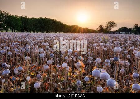 Paesaggio estivo con molte teste di campo papavero Foto Stock