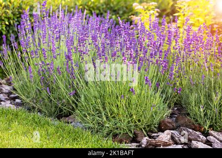 Cespugli di lavanda viola crescono su un letto di fiori nel giardino in una giornata di sole estate Foto Stock