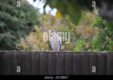 Primo piano macrofotografia di Pigeon di legno su recinzione di legno. Alberi e arbusti sullo sfondo. Primo piano dettagliato. Rosa grigio e piume di buff. Foto Stock