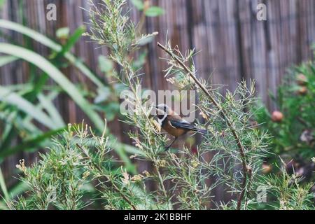 Uccello seduto sul nativo australiano grevillea semperflorens all'aperto in cortile soleggiato, sparato a profondità di campo poco profonda Foto Stock