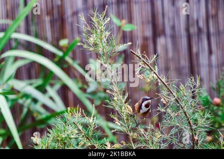 Uccello seduto sul nativo australiano grevillea semperflorens all'aperto in cortile soleggiato, sparato a profondità di campo poco profonda Foto Stock