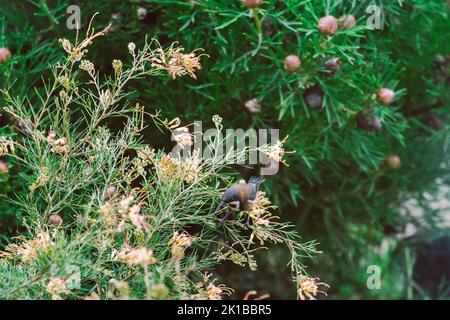 Uccello seduto sul nativo australiano grevillea semperflorens all'aperto in cortile soleggiato, sparato a profondità di campo poco profonda Foto Stock