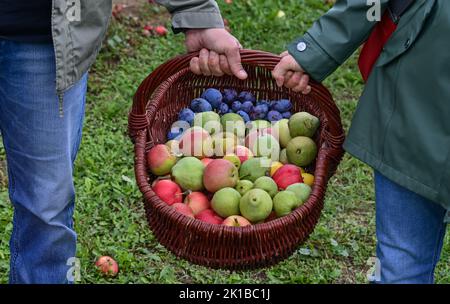 17 settembre 2022, Brandeburgo, Müncheberg: Due persone trasportano un cesto con mele, pere e prugne appena raccolte al Festival delle Orchard sul terreno della stazione sperimentale delle Orchard di Müncheberg. Il più grande frutteto del Brandeburgo aveva invitato a un festival per gli amanti della cultura e della mela lo stesso giorno. Per l'anno a tema 'Arte di vivere - Kulturland Brandenburg 2022', il Lehr- und Versuchsanstalt für Gartenbau und Arboristik e.. V., l'Associazione orticola Berlino-Brandeburgo e la Kulturland Brandenburg hanno presentato il 1st° Müncheberg Orchard Festival. 500 varietà di mele e circa 80 pere v Foto Stock