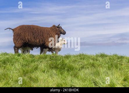 Pecora nera e agnello in cima a una diga in Frisia, Paesi Bassi Foto Stock