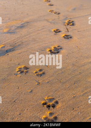 Impronte di cani sulla sabbia in una spiaggia marocchina Foto Stock