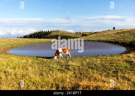 Mucca vicino a uno stagno circolare su un pascolo alpino sul prato alpino velika Planina vicino a kamnik in slovenia, prato tradizionale dei pastori Foto Stock