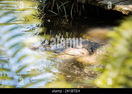 Un primo piano di un alligatore americano che nuota nell'acqua circondata dal verde Foto Stock