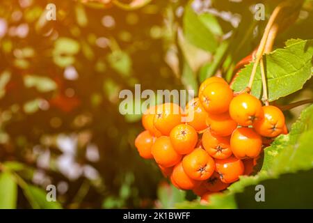 Un mazzo di bacche di rowan mature su un albero tra le foglie. Foto Stock