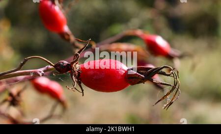 Bacche di rosticcia su un cespuglio in autunno, frutti maturi, piante selvatiche. Foto Stock