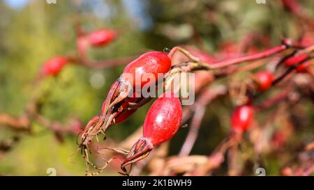 Bacche di rosticcia su un cespuglio in autunno, frutti maturi, piante selvatiche. Foto Stock