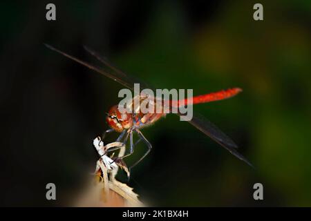 Un tesoro rifatto di sangue siede su un ramoscello asciutto nel giardino Foto Stock