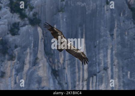 Griffon Vulture nella gola di Verdon, Francia Foto Stock