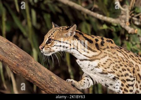 ocelot, Leopardus pardalis, primo piano di testa di caccia per singolo adulto di notte nel Pantanal, Brasile Foto Stock