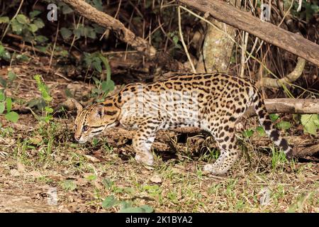 ocelot, Leopardus pardalis, single adult caccia di notte nel Pantanal, Brasile Foto Stock