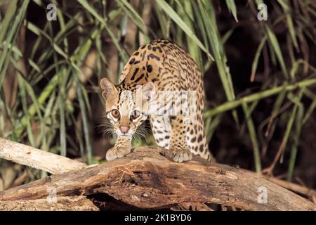 ocelot, Leopardus pardalis, single adult caccia di notte nel Pantanal, Brasile Foto Stock