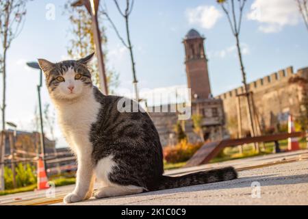 Carino gatto randagio. Castello di Erzurum e torre dell'orologio sullo sfondo. Paesaggio di Erzurum. Fuoco selettivo. Foto Stock