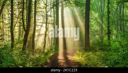 Sentiero escursionistico attraverso la foresta naturale decidua inondata di luce con nebbia al mattino, Burgenlandkreis, Sassonia-Anhalt, Germania Foto Stock