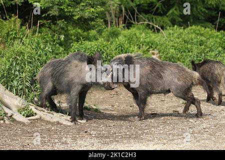 Cinghiale (Sus scrofa) in quarantena i cinghiali estivi nella radura della foresta, Allgaeu, Baviera, Germania Foto Stock