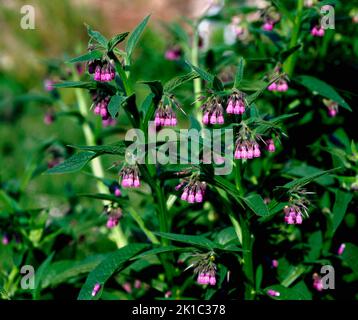 Comfreia comune (Symphytum officinale), comfreia, nota anche come comfreia comune, comfreia medicinale, comfreia, ape-orecchio, lepre-lepre, milkroot, medicinale Foto Stock