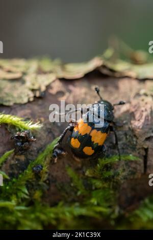 Gravedigger a corna nera (Nicrophorus vespilloides), che striscio di acari sul legno morto, Velbert, Germania Foto Stock