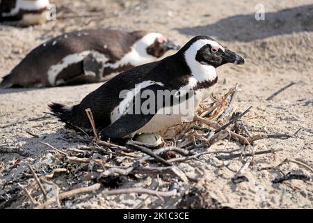 Pinguino africano (Spheniscus demersus), adulto, nido, uovo, terra, Allevamento, colonia di allevamento, Boulders Beach, Simon's Town, Western Cape Foto Stock