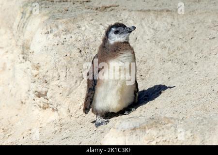 Pinguino africano (Spheniscus demersus), giovanile, sulla spiaggia, Boulders Beach, Simonstown, Capo Occidentale, Sudafrica Foto Stock