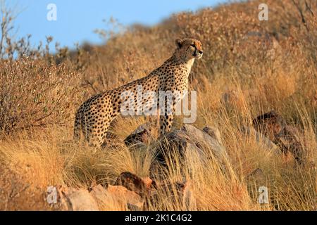 Cheetah (Acinonyx jubatus), adulto, alert, Tswalu Game Reserve, Kalahari, Capo Settentrionale, Sudafrica Foto Stock