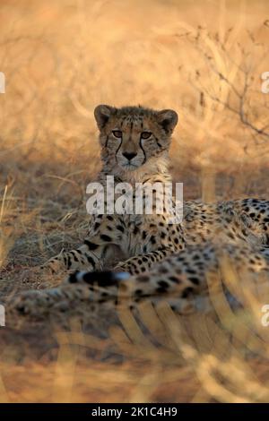 Ghepardo (Acinonyx jubatus), adulto, riposo, ritratto, Tswalu Game Reserve, Kalahari, Capo Settentrionale, Sudafrica Foto Stock