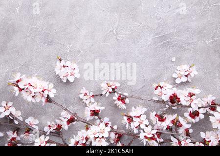 Rametti in fiore di primavera su sfondo grigio. Foto Stock