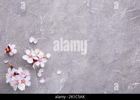 Rametti in fiore di primavera su sfondo grigio. Foto Stock